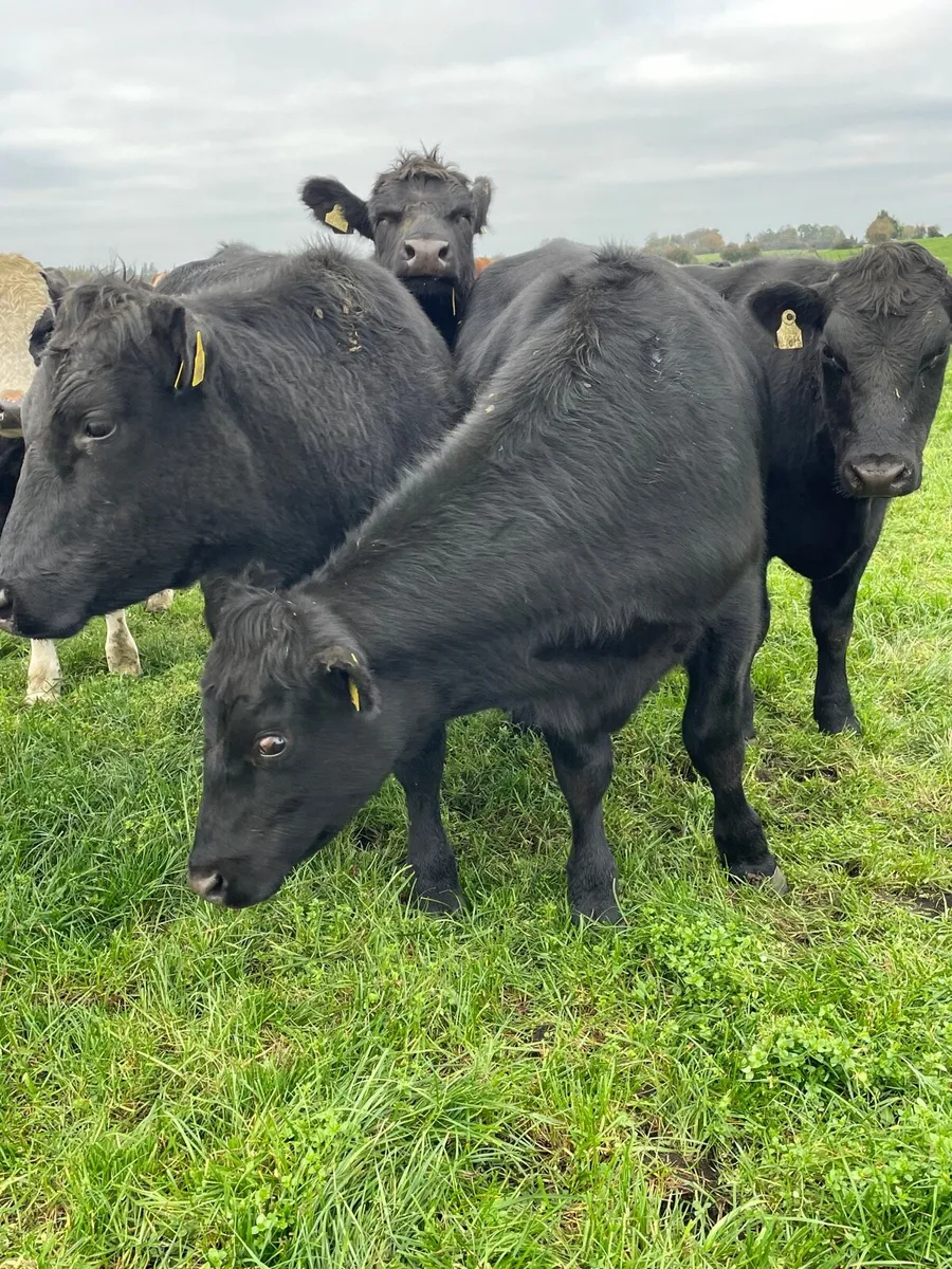 Angus bullocks - Image 4