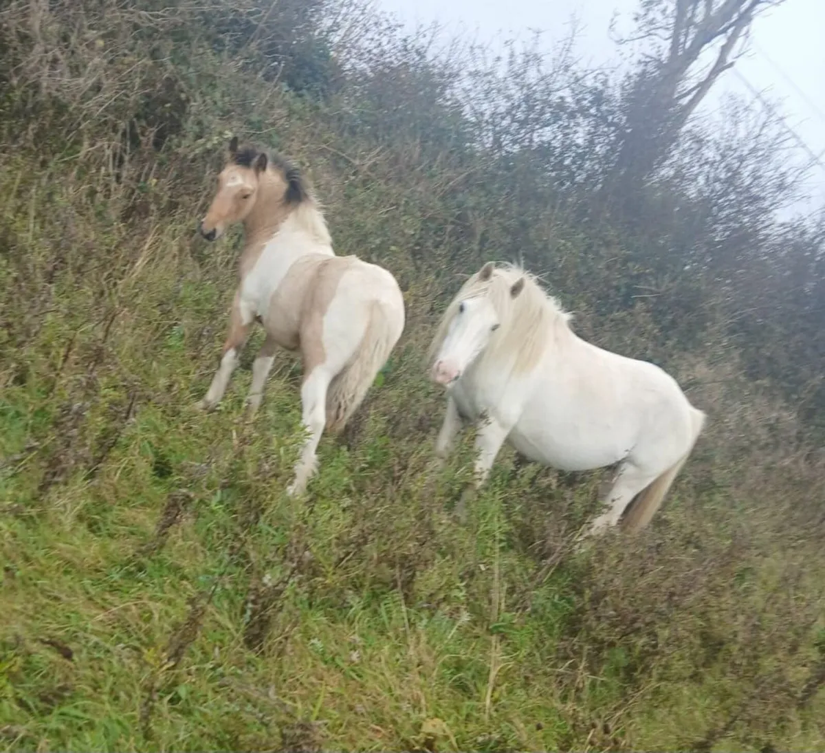 Pony