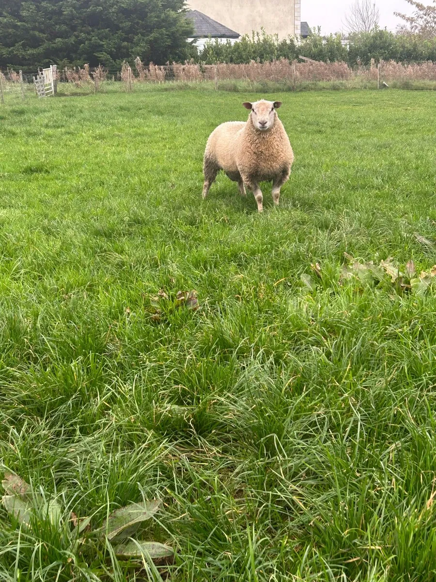 PBR Charollais ram lamb - Image 1