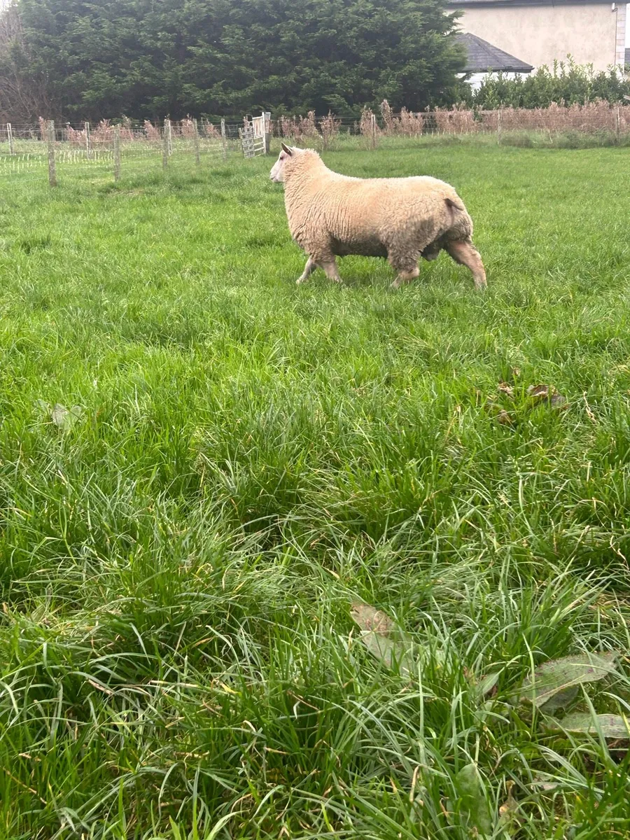PBR Charollais ram lamb - Image 2