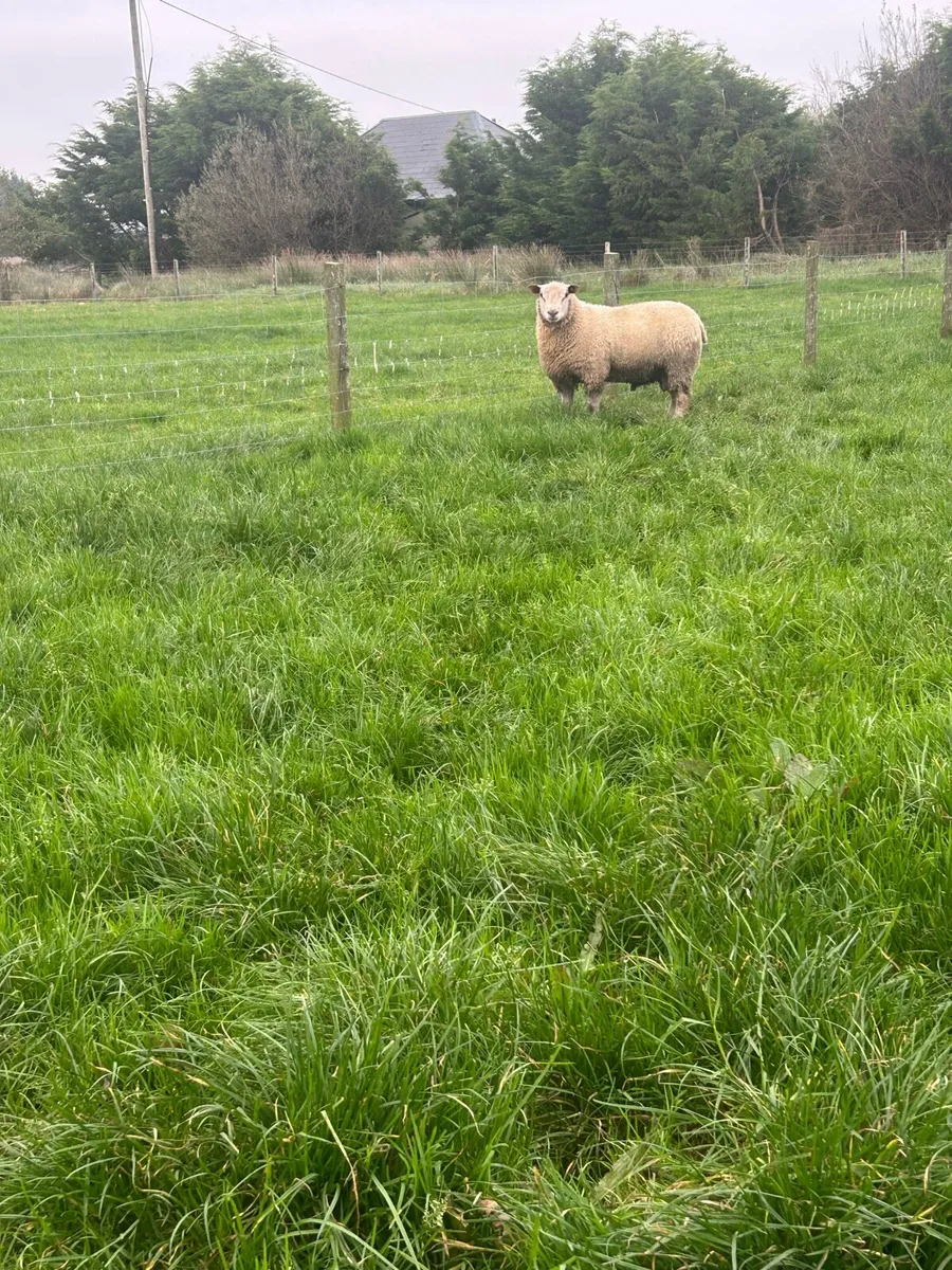 PBR Charollais ram lamb - Image 3