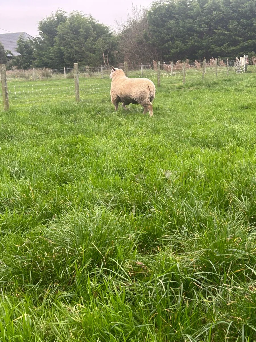 PBR Charollais ram lamb - Image 4