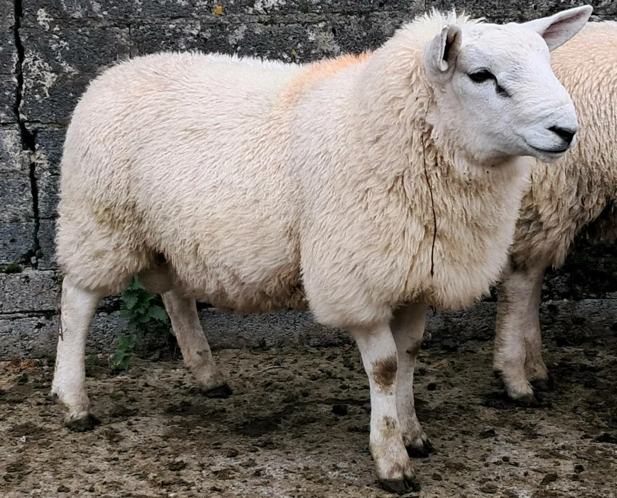 Cheviot x Beltex + BleudeMaine x Beltex Ram Lambs - Image 3