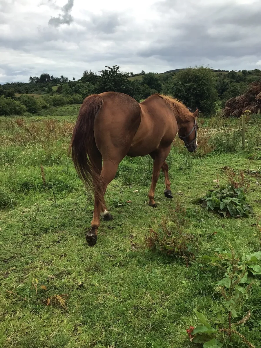 A Real Confidence giver riding Cob FOR SALE *** - Image 2