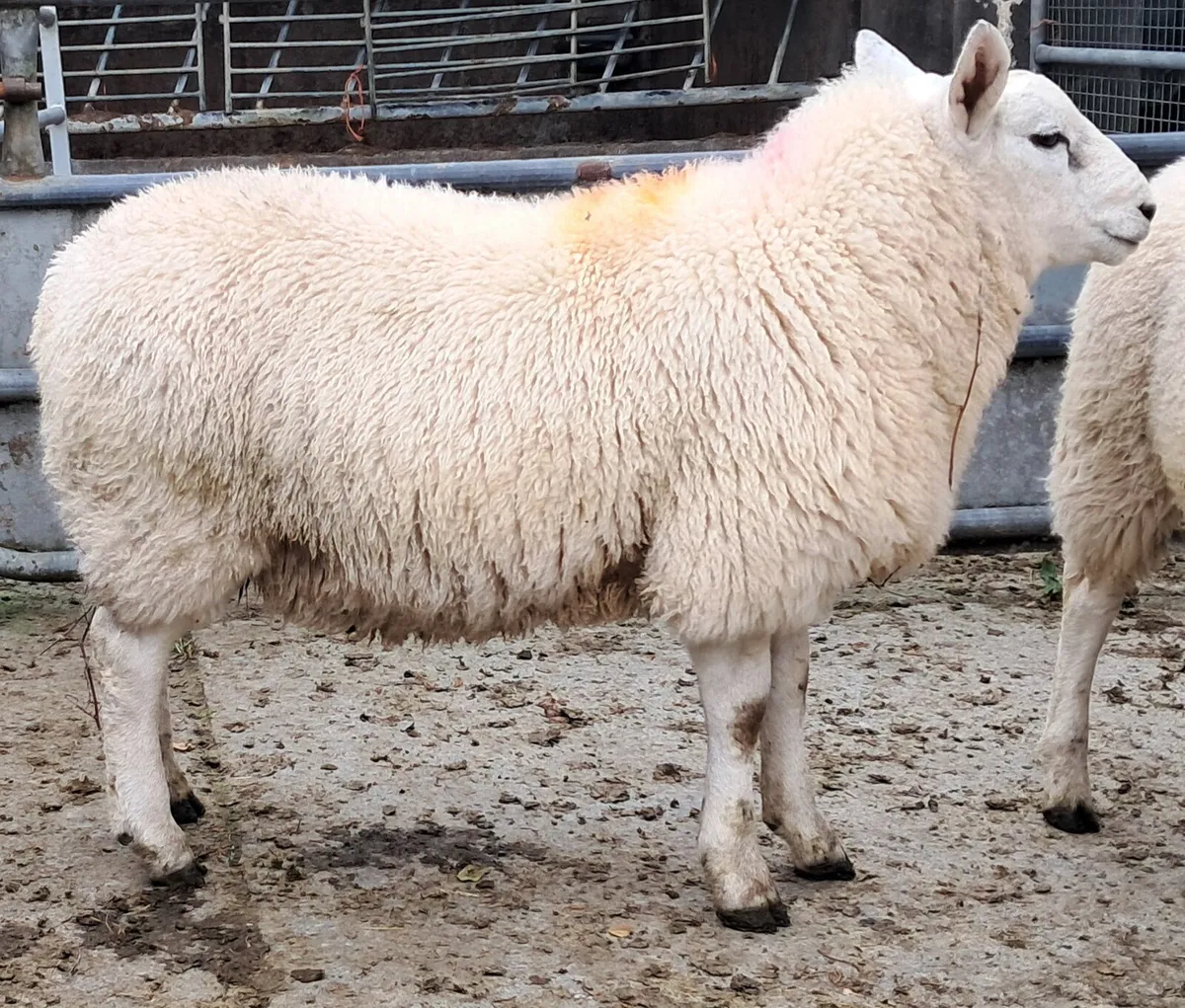Cheviot x Beltex + BleudeMaine x Beltex Ram Lambs - Image 4