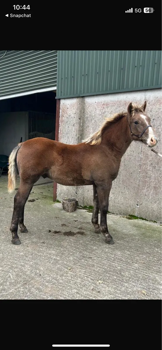 ✨RID Colt foal✨ - Image 1