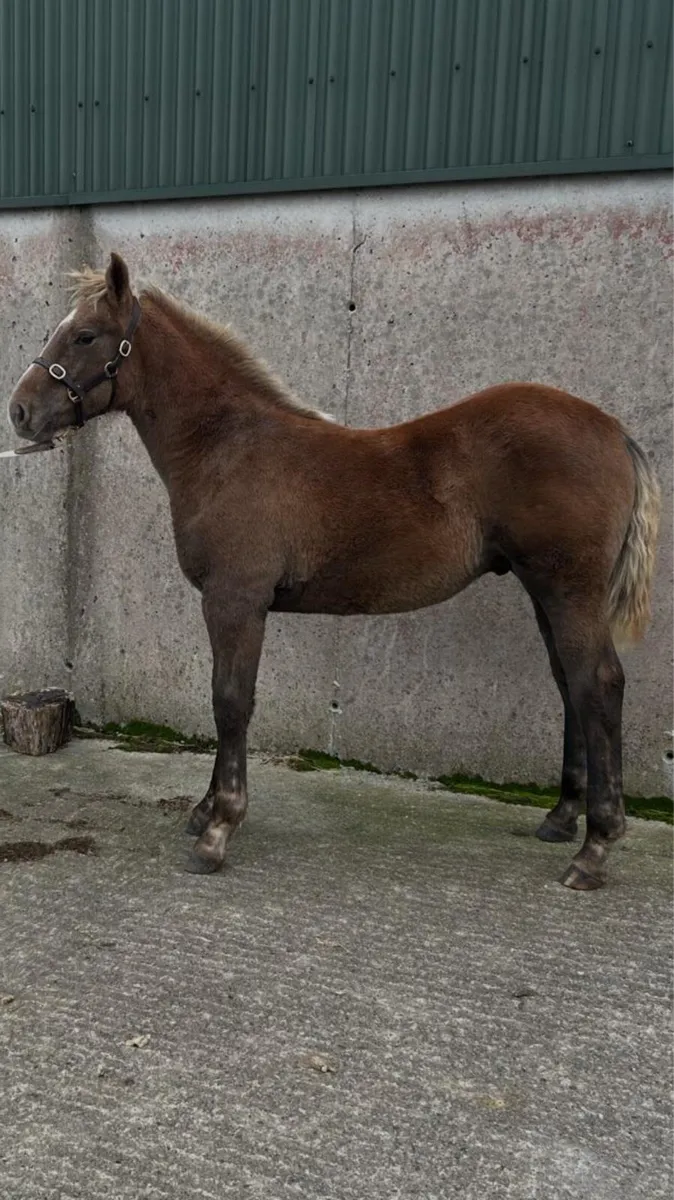 ✨RID Colt foal✨ - Image 2