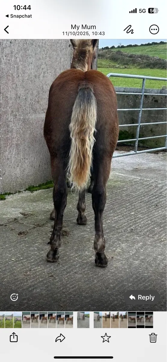 ✨RID Colt foal✨ - Image 3