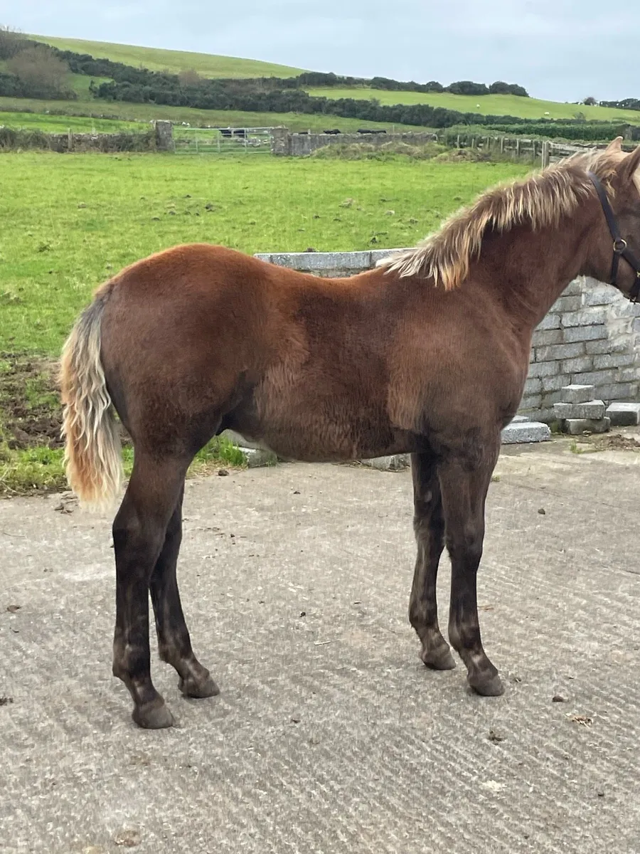 ✨RID Colt foal✨ - Image 4