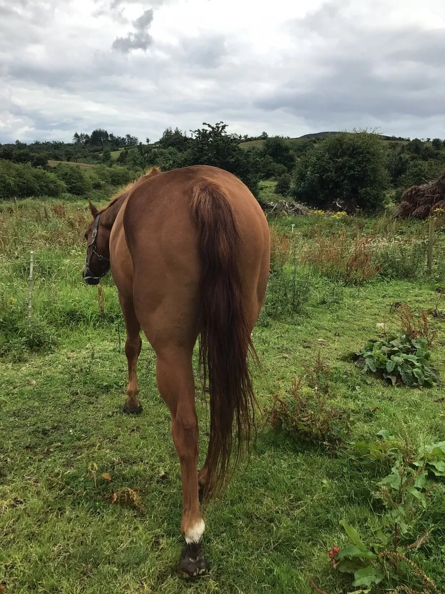 A Real Confidence giver riding Cob FOR SALE *** - Image 1