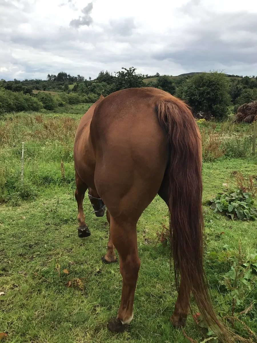 A Real Confidence giver riding Cob FOR SALE *** - Image 4