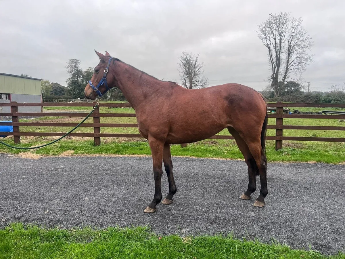 3 year old Bay Filly - Image 1