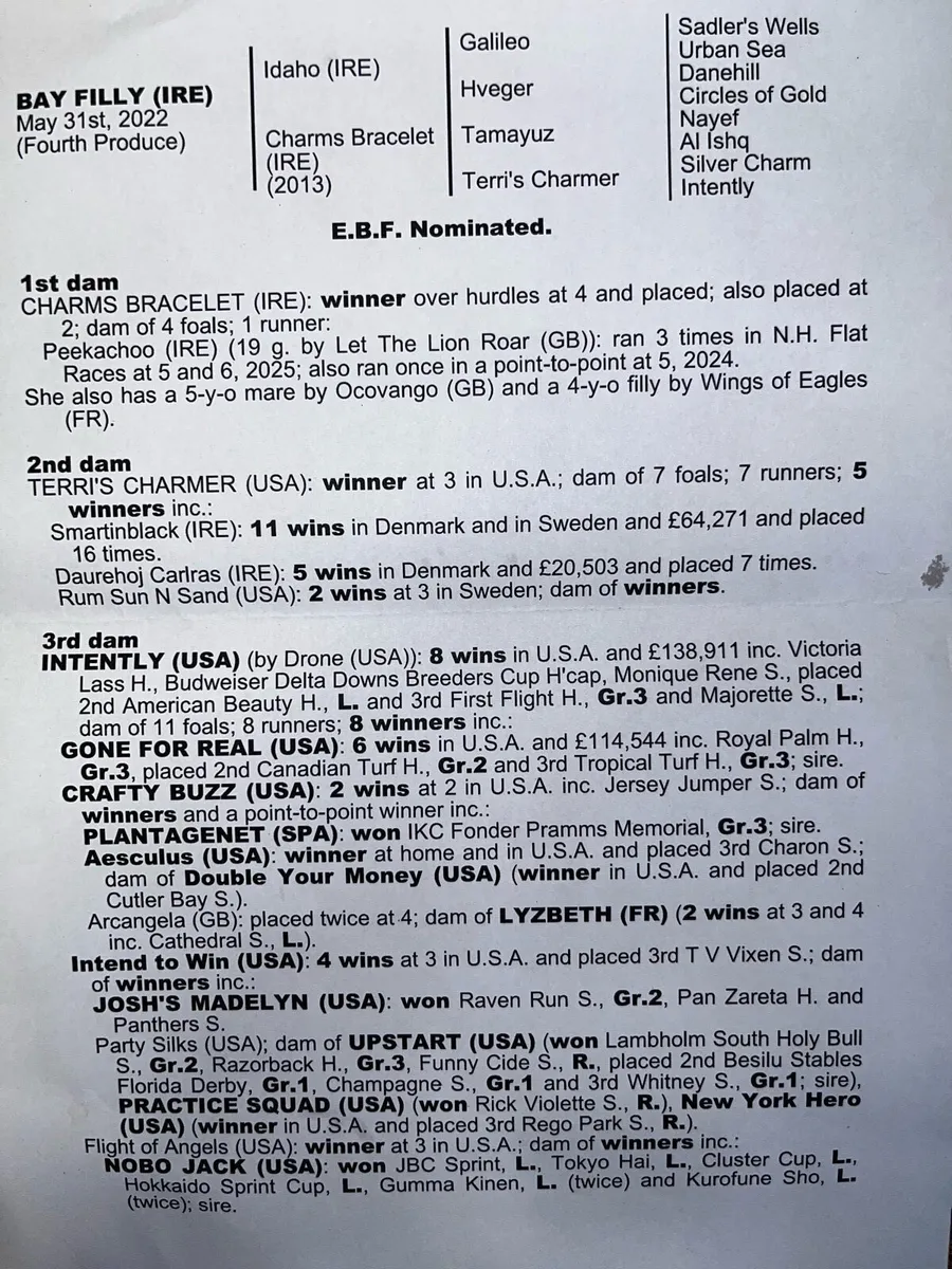 3 year old Bay Filly - Image 2