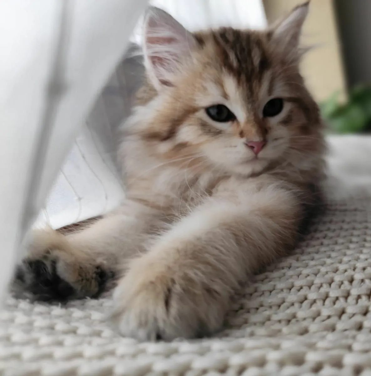 Siberian Kitten - Image 1