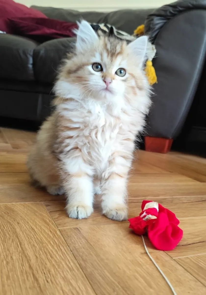 Siberian Kitten - Image 2