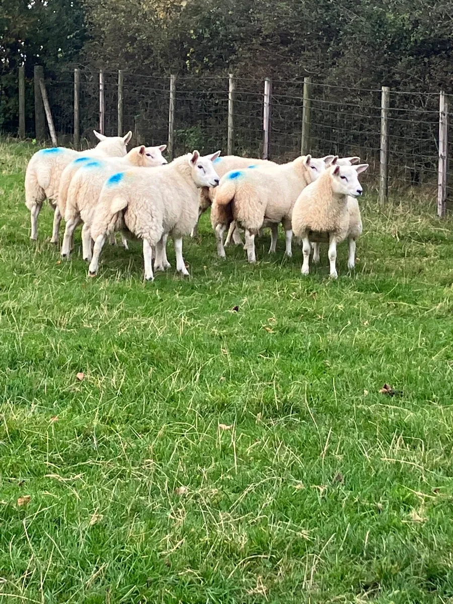 Ewe lambs - Image 1