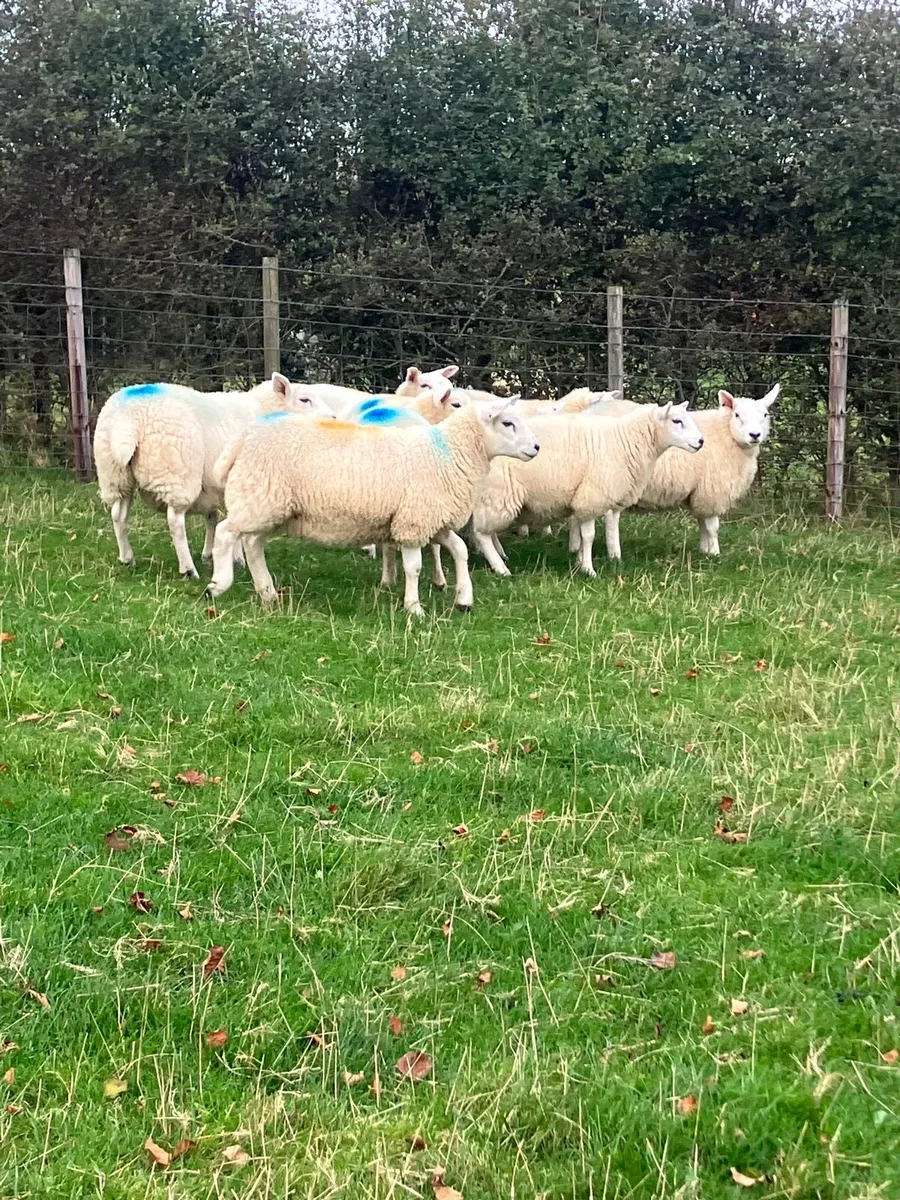 Ewe lambs - Image 2