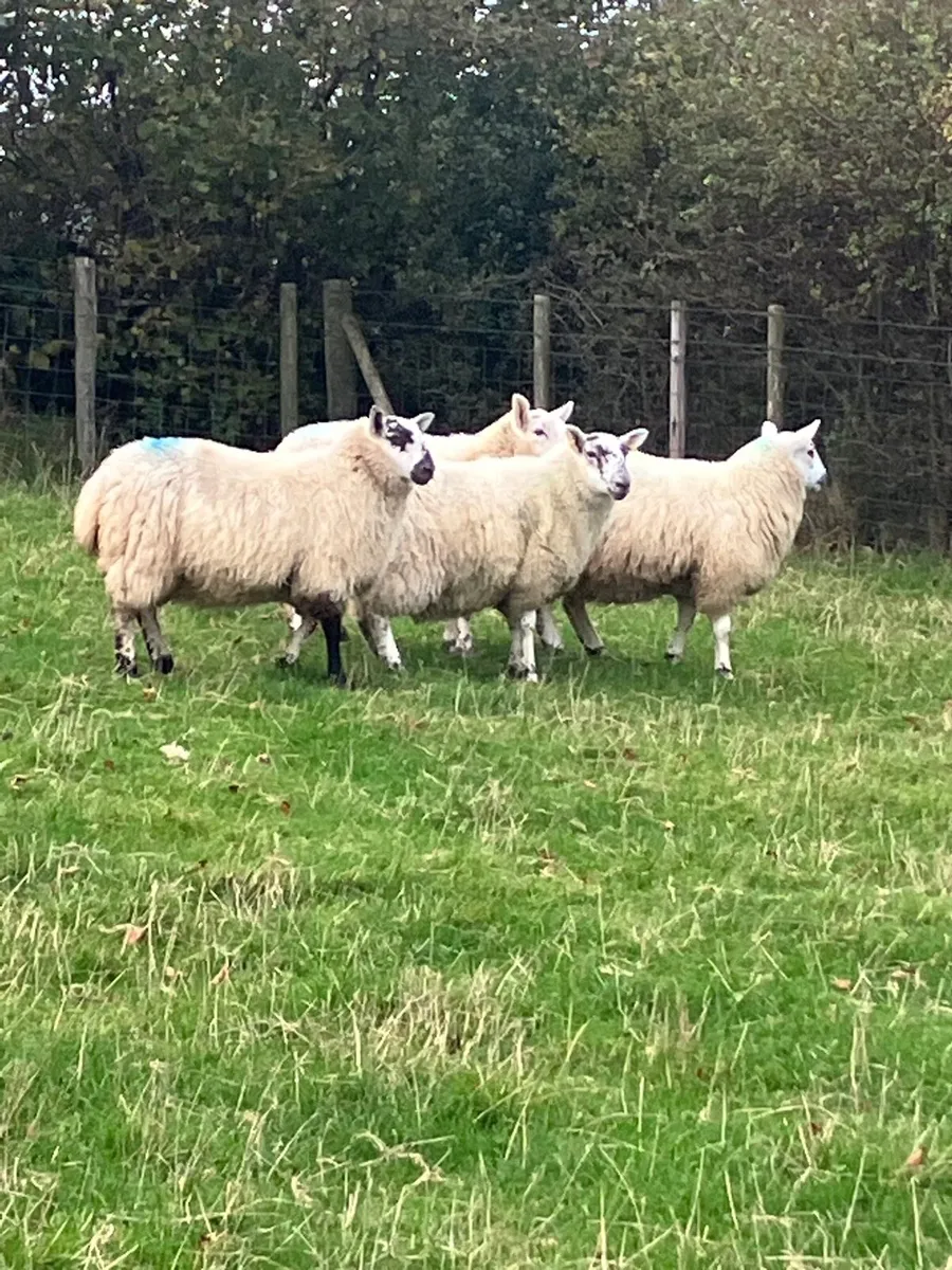 Ewe lambs - Image 3