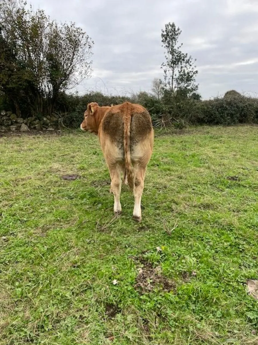 AI bred Limousin Heifer's - Image 3