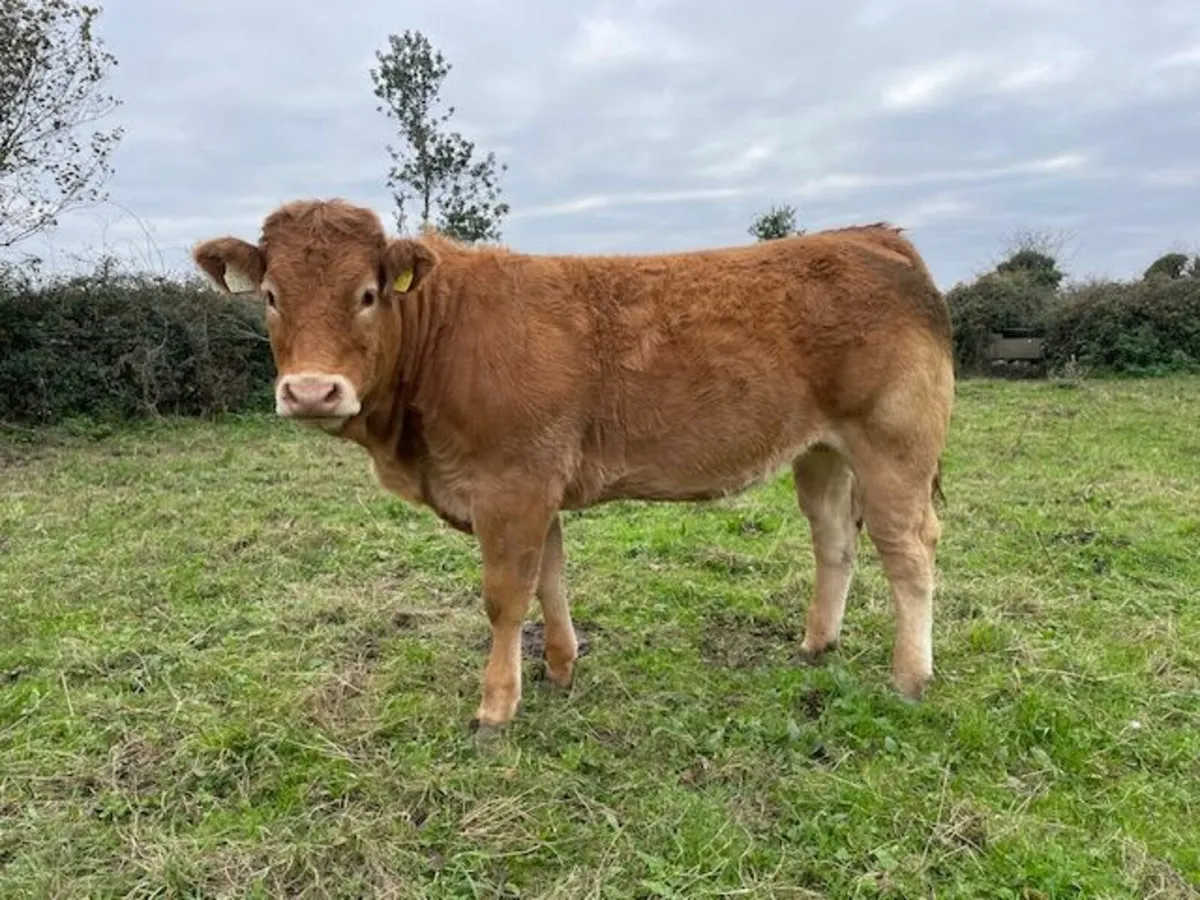 AI bred Limousin Heifer's - Image 2