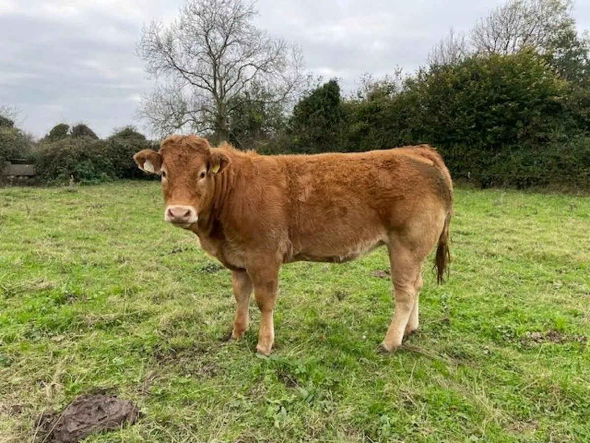 AI bred Limousin Heifer's - Image 4