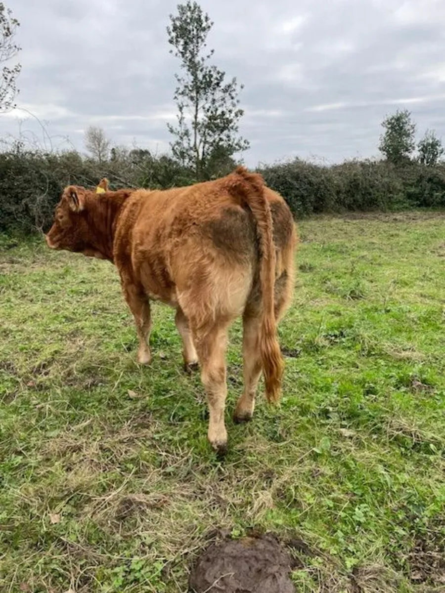 AI bred Limousin Heifer's - Image 1