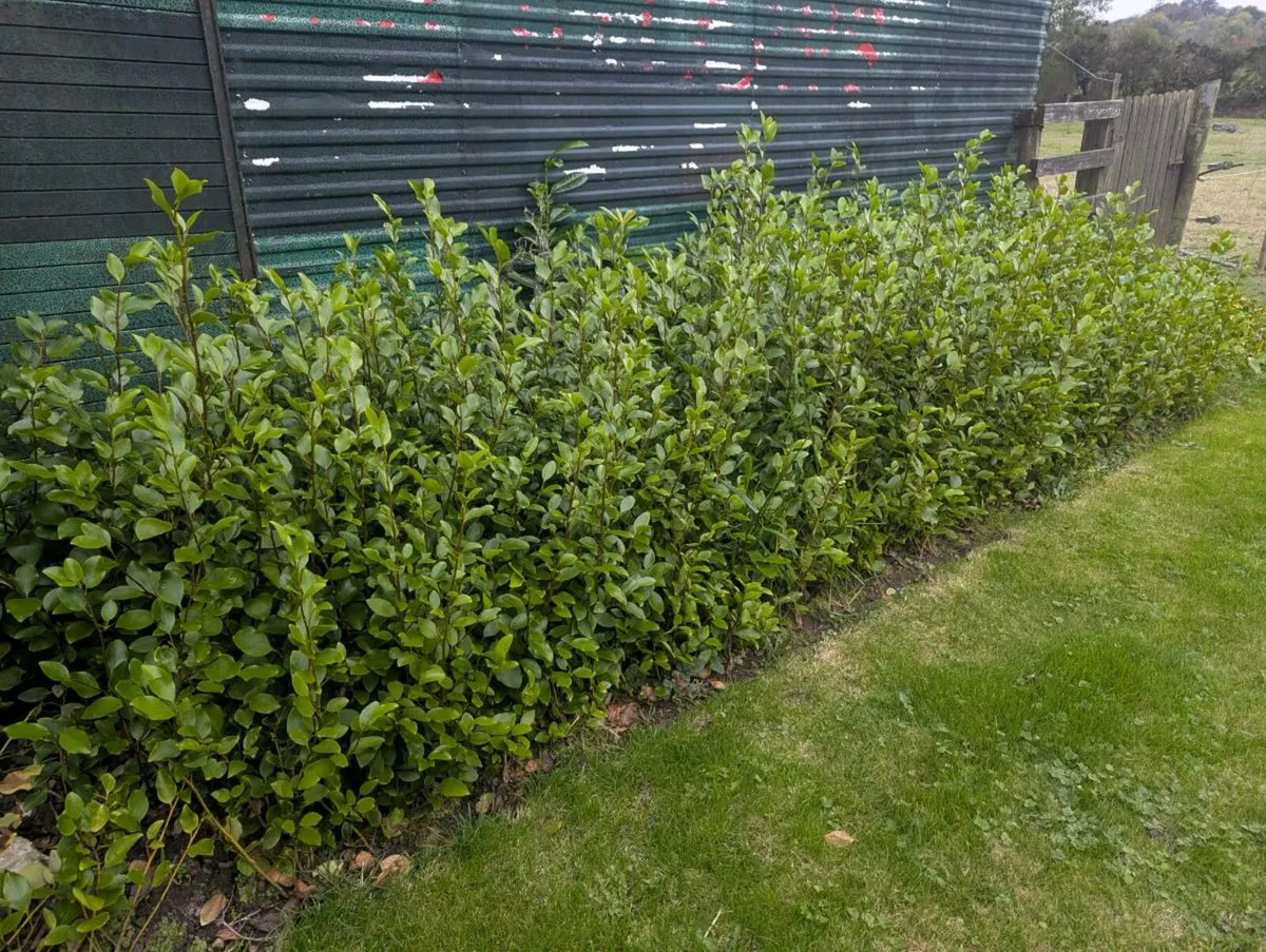 Griselinia - Image 2