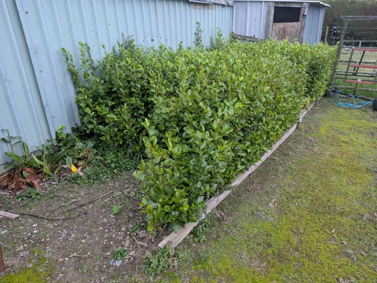 Griselinia - Image 3