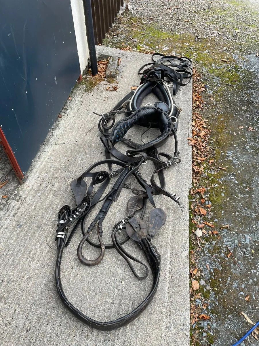 Harness - Image 1
