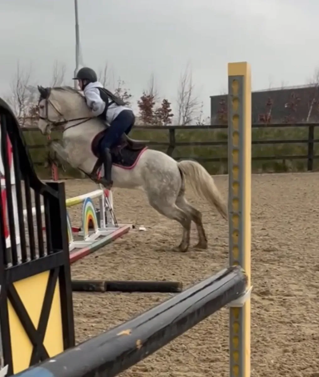 For Sale - "Walter" - 7-year-old, 14.1hh Pony - Image 2