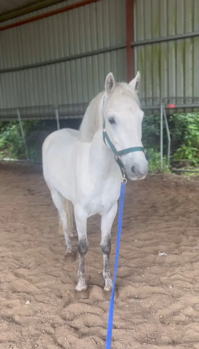 For Sale - "Walter" - 7-year-old, 14.1hh Pony - Image 3
