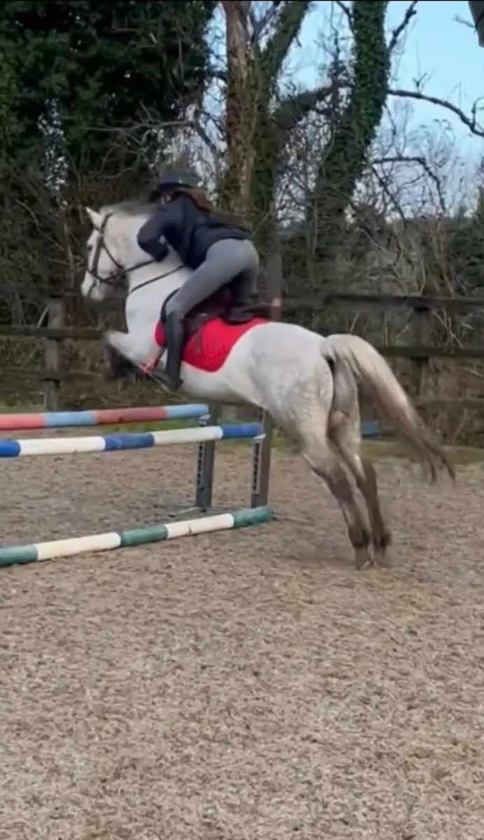 For Sale - "Walter" - 7-year-old, 14.1hh Pony - Image 4