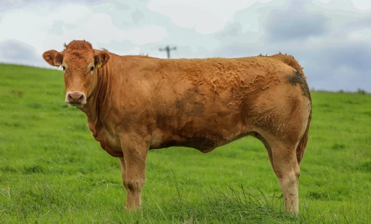 Breeding Heifers For Tuam Mart 13th October - Image 2