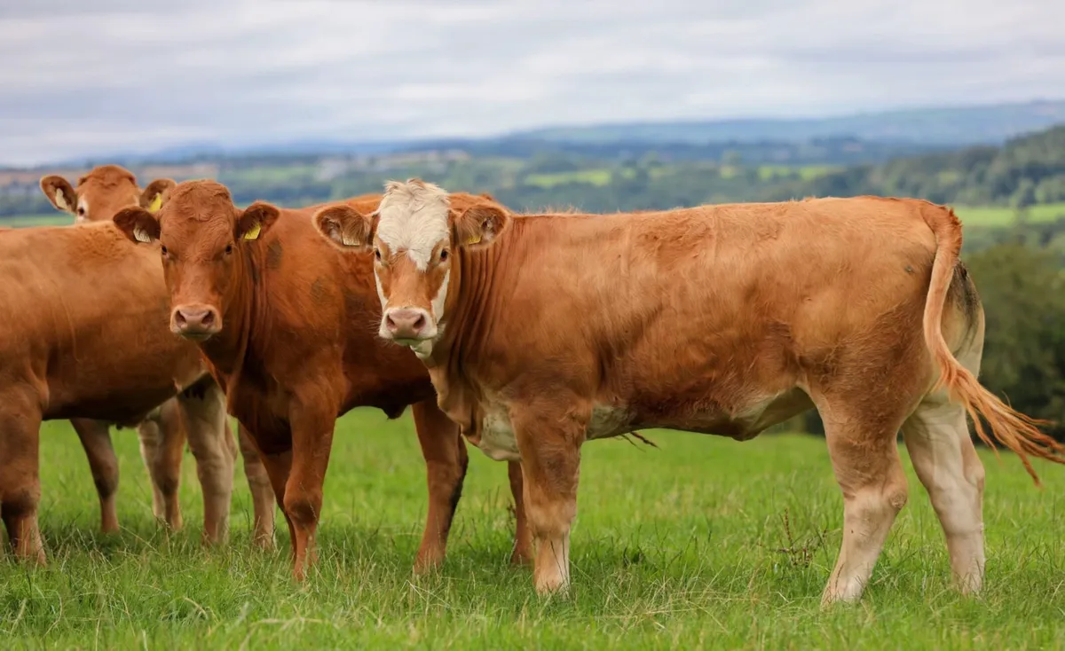 Breeding Heifers For Tuam Mart 13th October - Image 3
