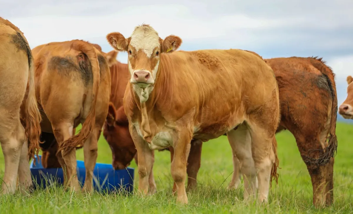 Breeding Heifers For Tuam Mart 13th October - Image 1