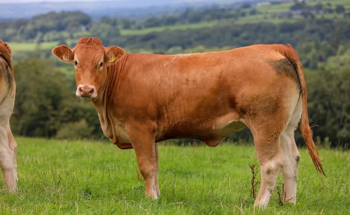 Breeding Heifers For Tuam Mart 13th October - Image 4
