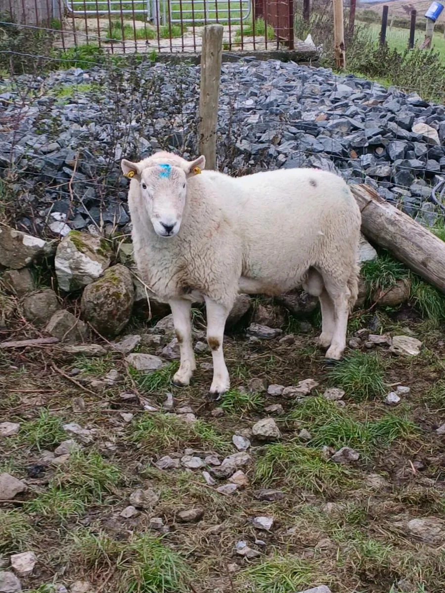 Cheviot ram - Image 1