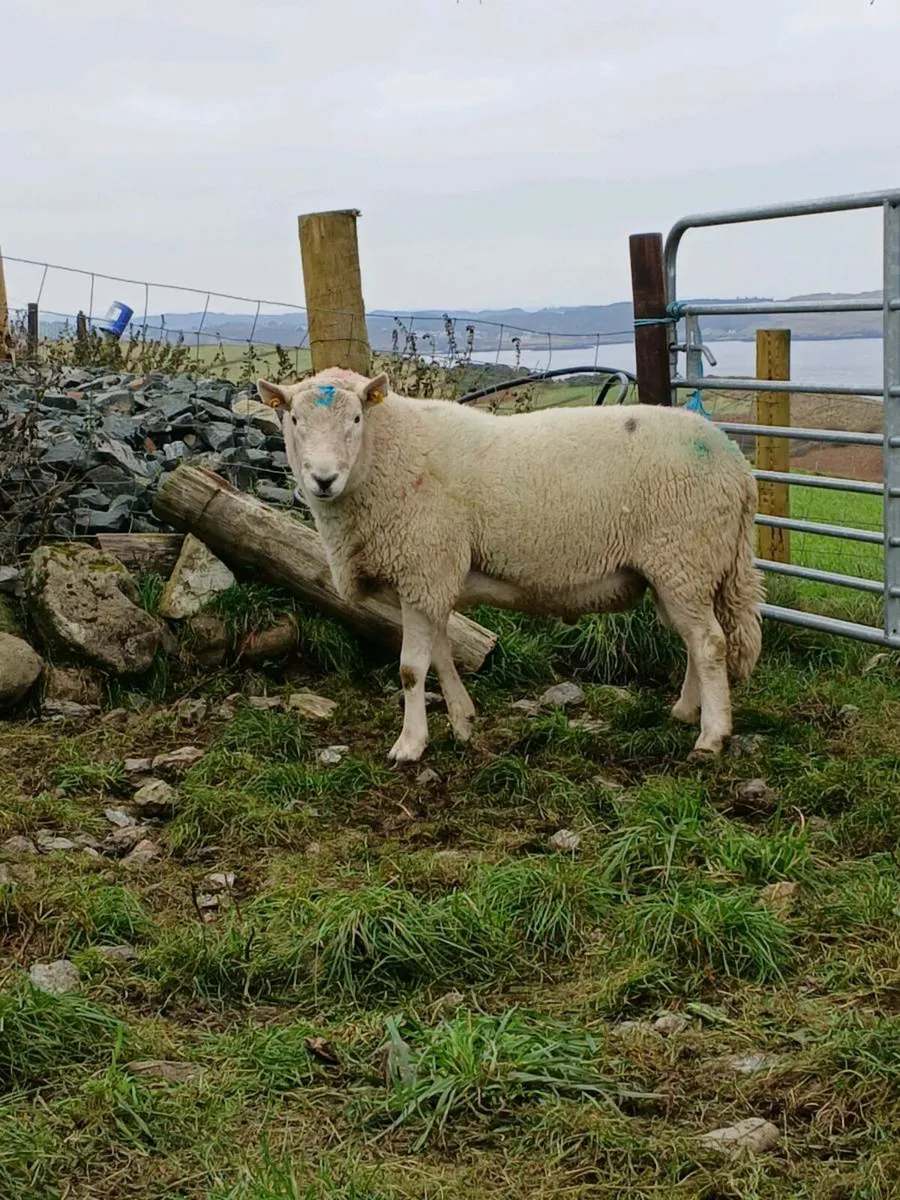 Cheviot ram - Image 2