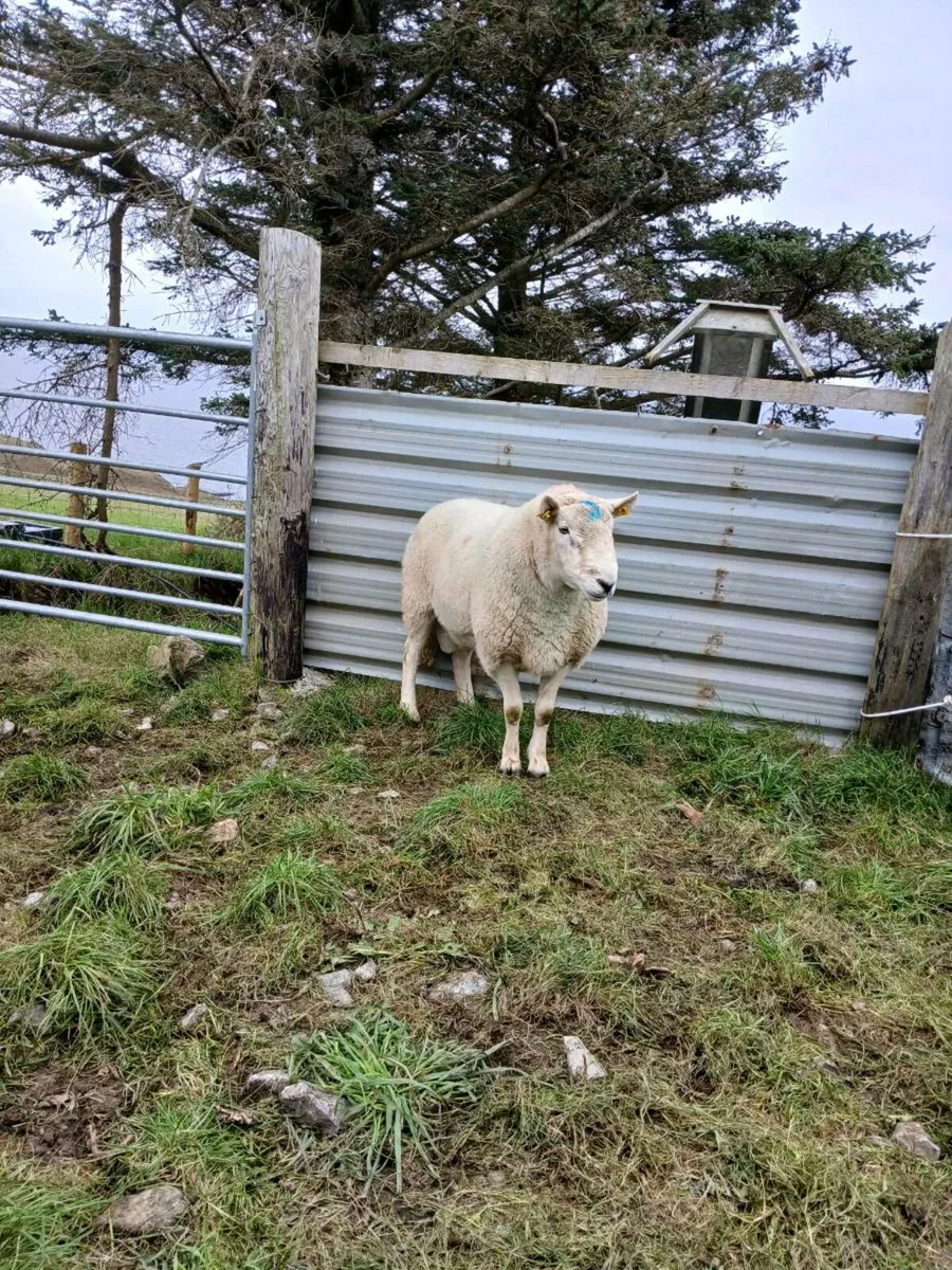 Cheviot ram - Image 3