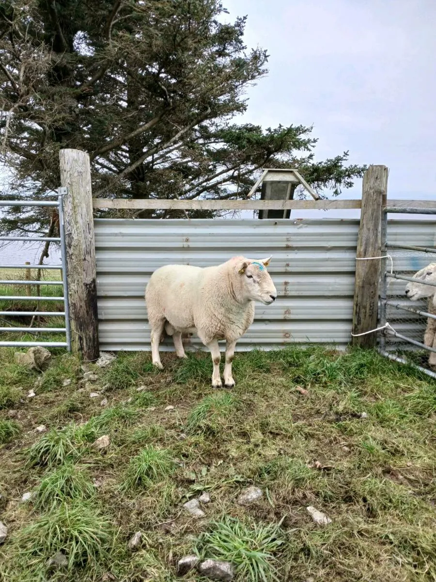 Cheviot ram - Image 4