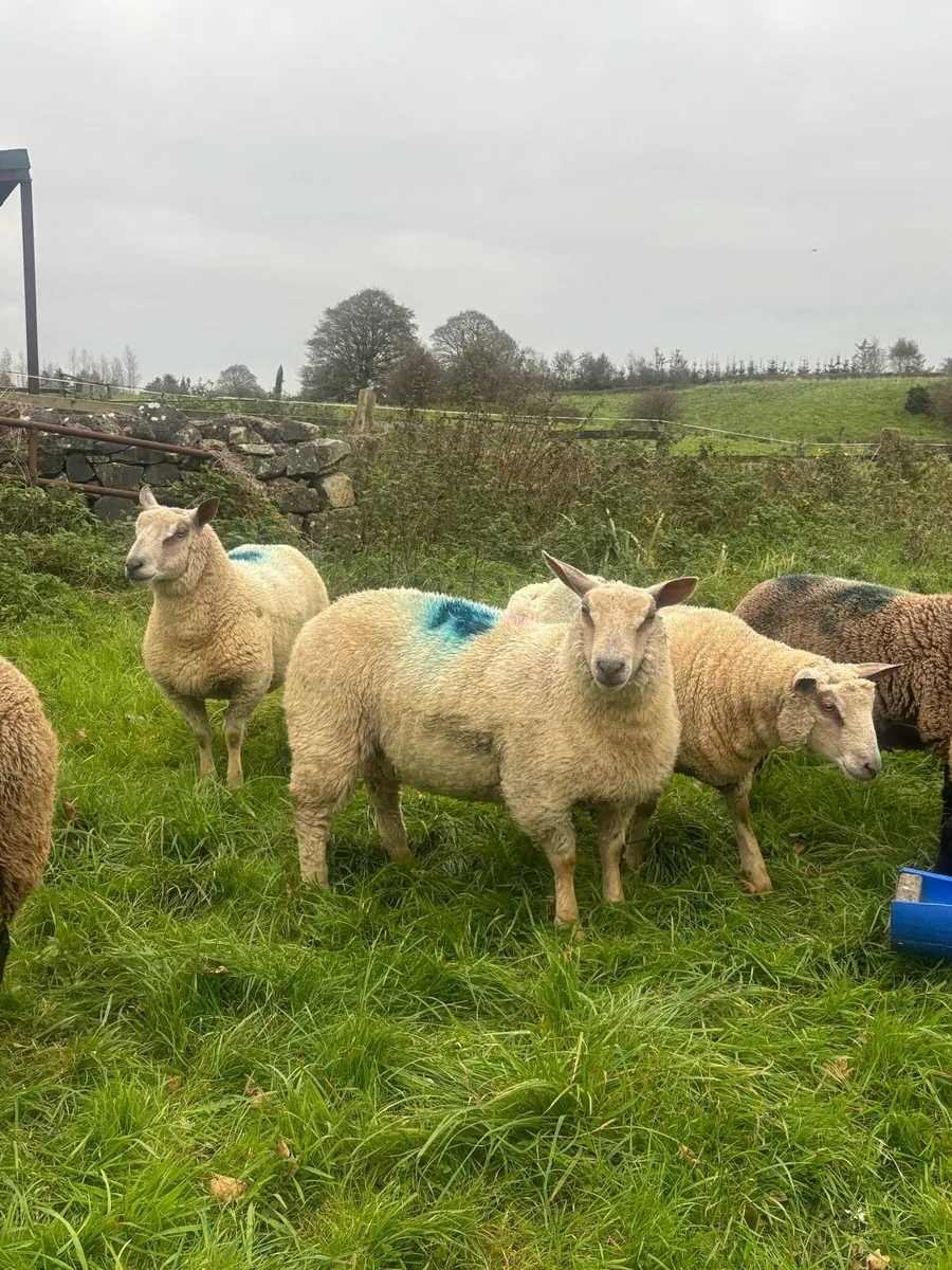 ELPHIN MART MONDAY 13th - Image 1