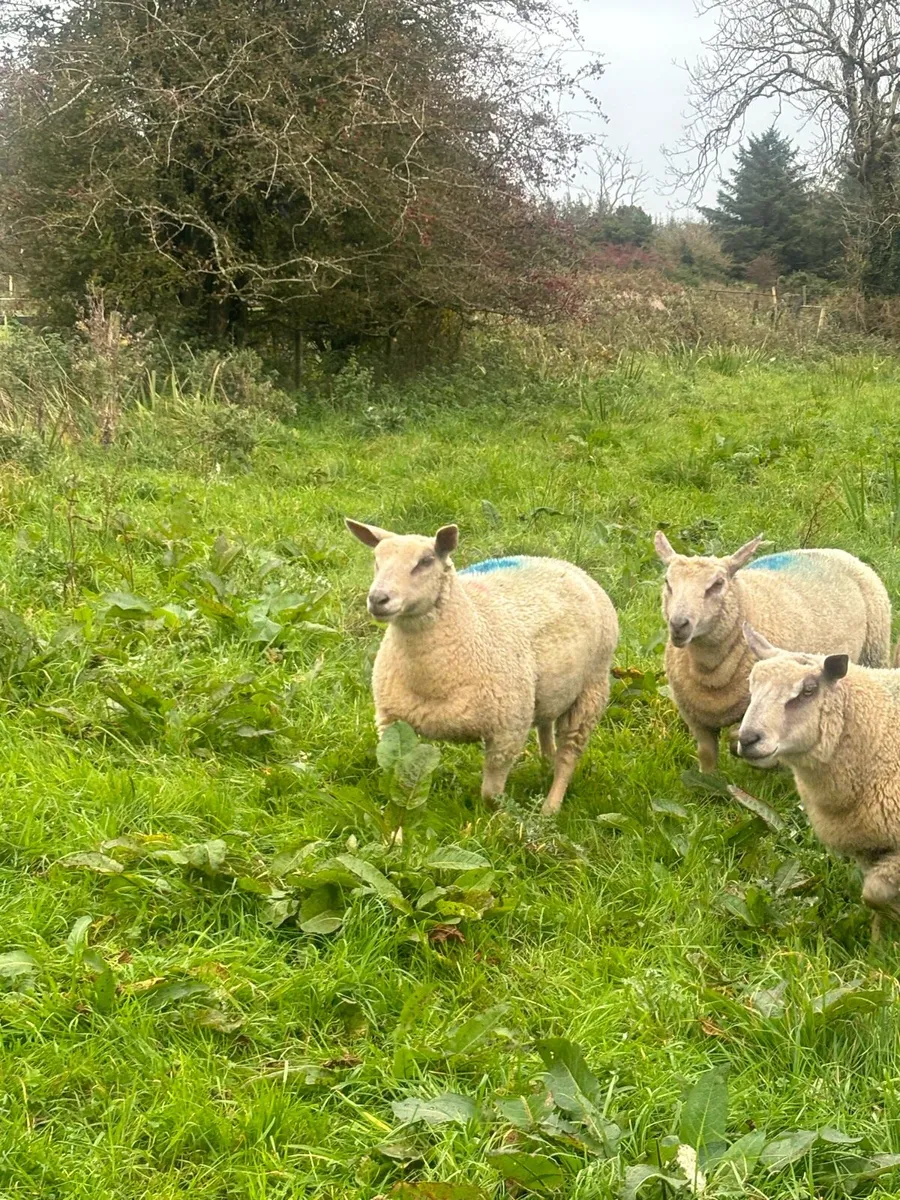 ELPHIN MART MONDAY 13th - Image 2