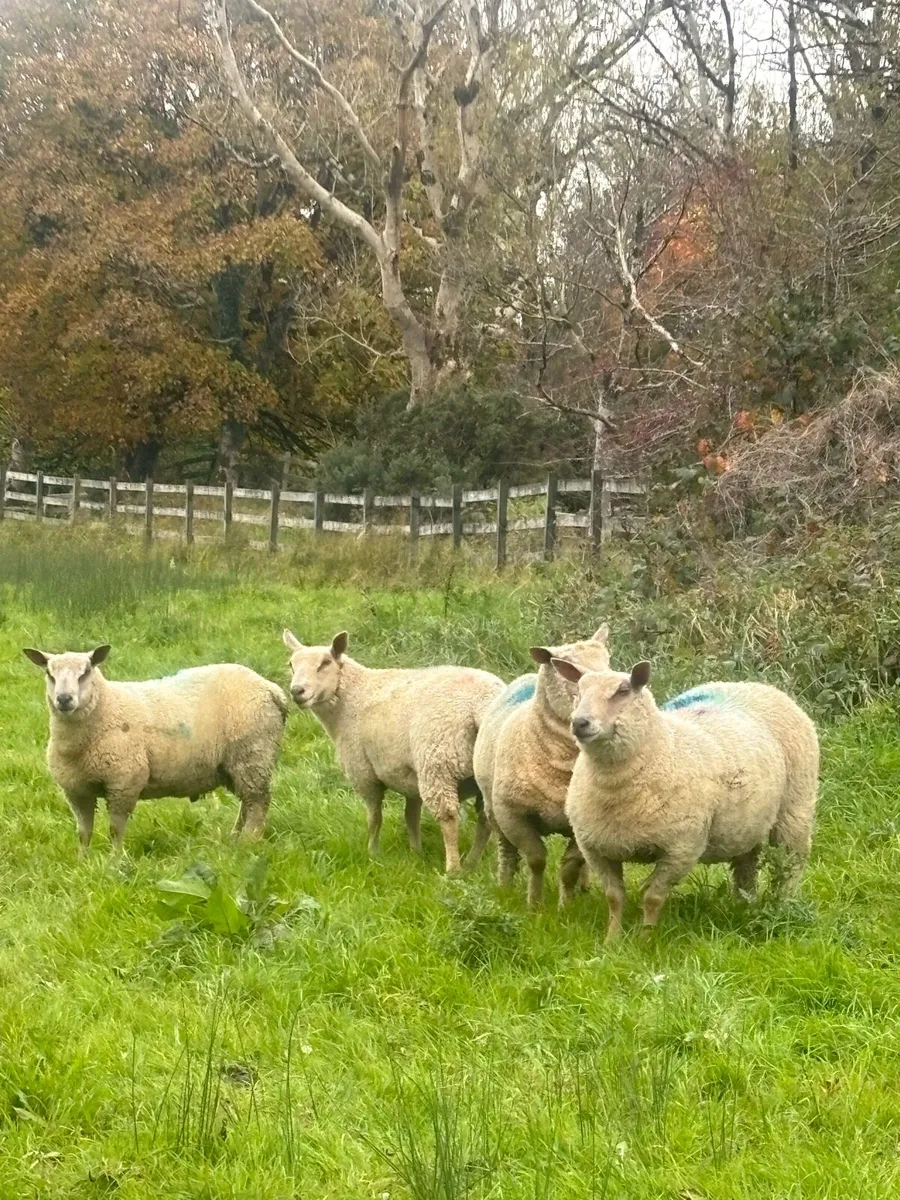 ELPHIN MART MONDAY 13th - Image 3