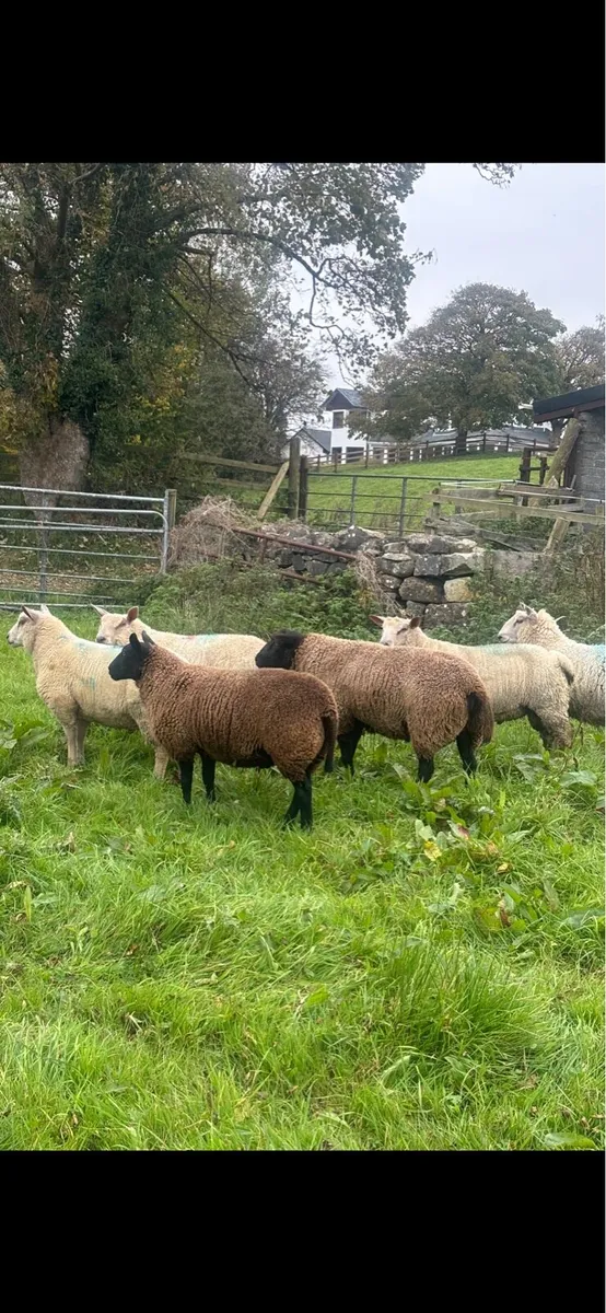 ELPHIN MART MONDAY 13th - Image 4