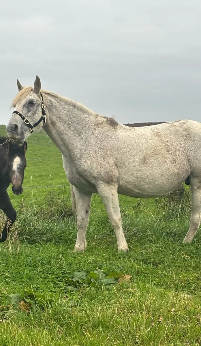 Connemara class 1 mare - Image 1