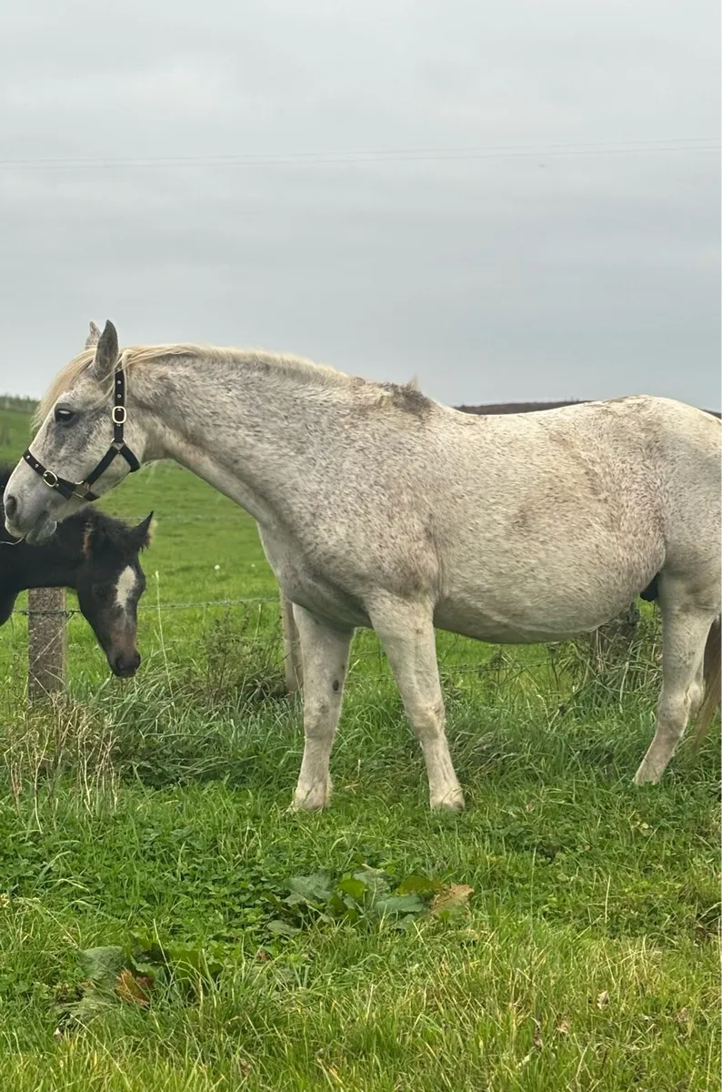 Connemara class 1 mare - Image 2