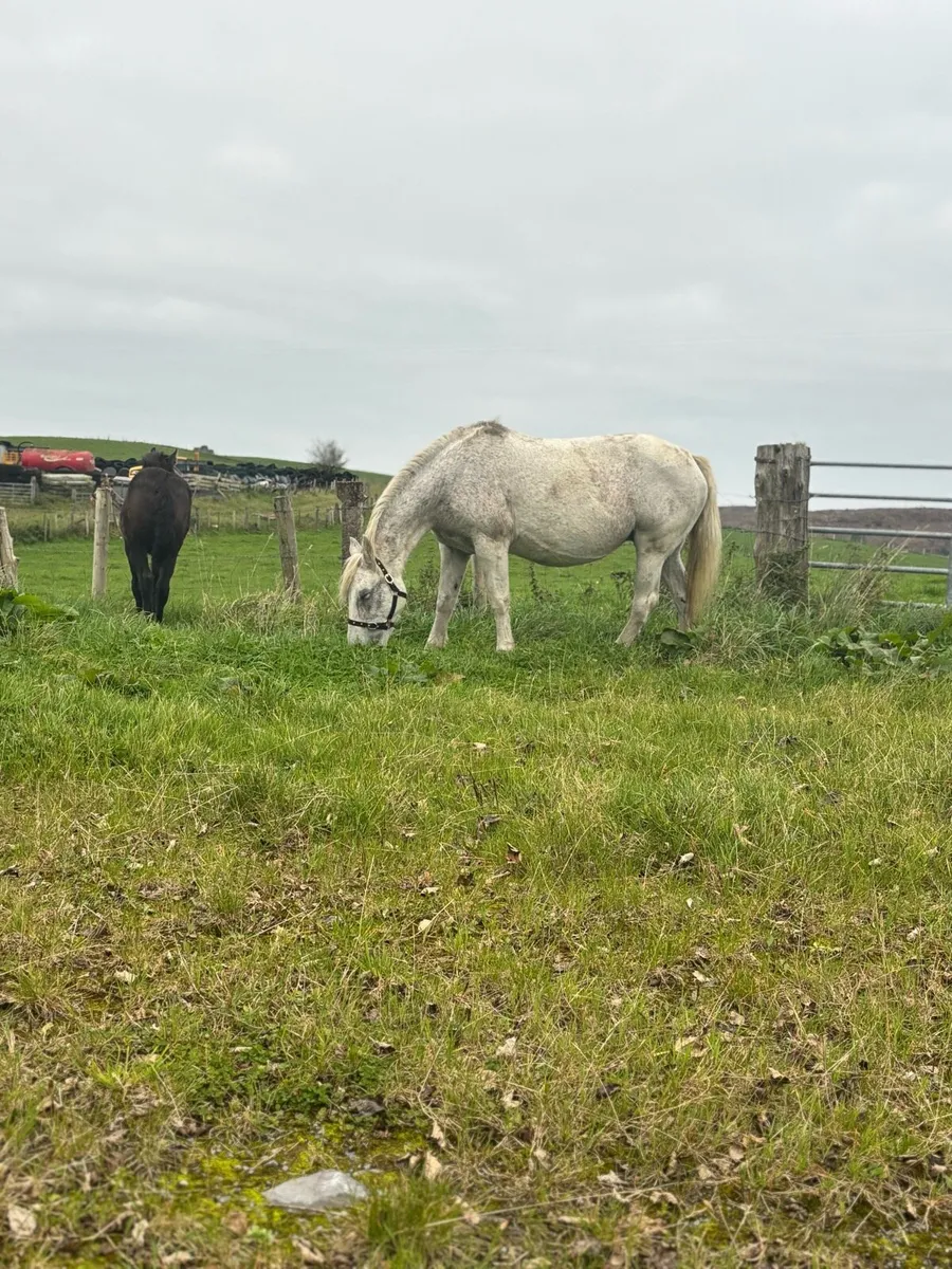 Connemara class 1 mare - Image 3