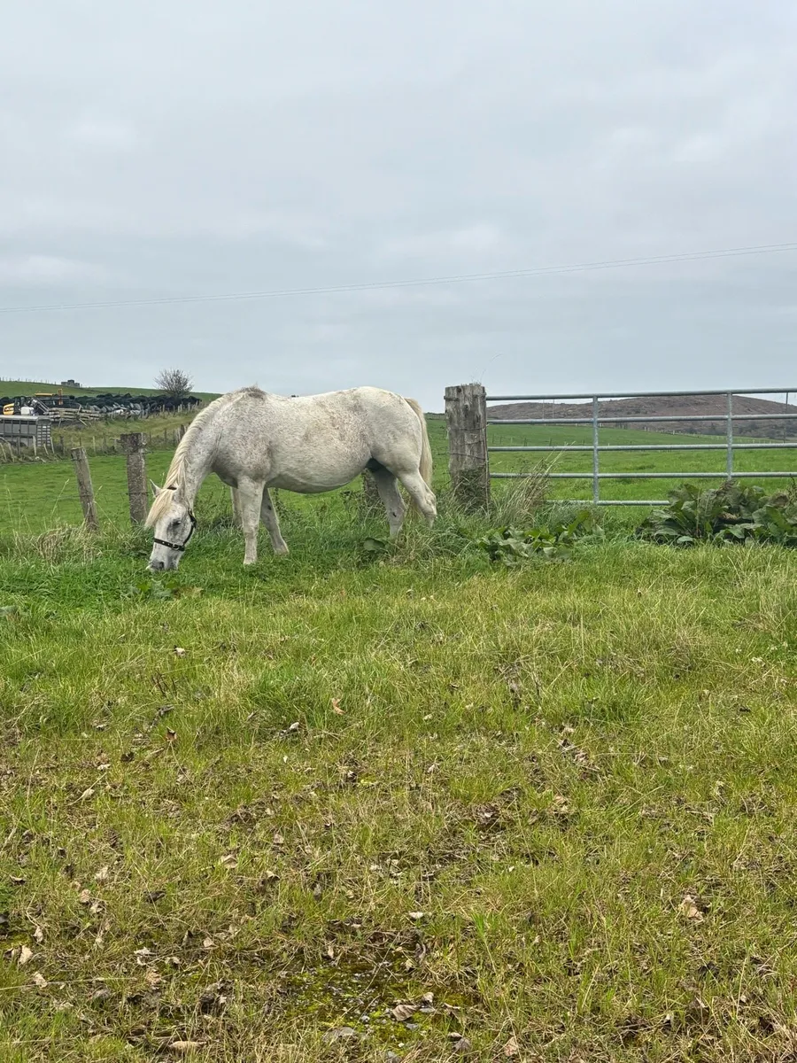 Connemara class 1 mare - Image 4