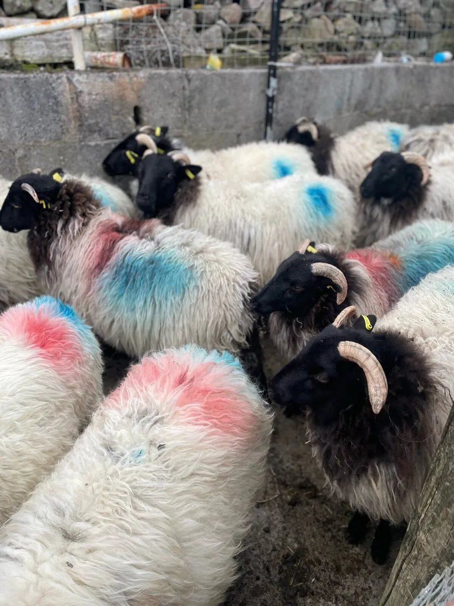 Sheep - Image 1