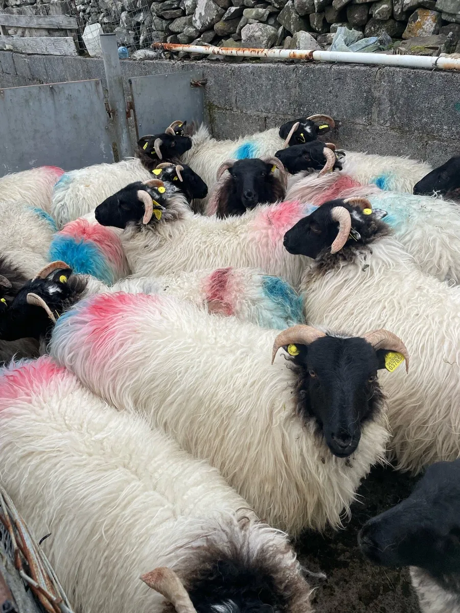 Sheep - Image 2